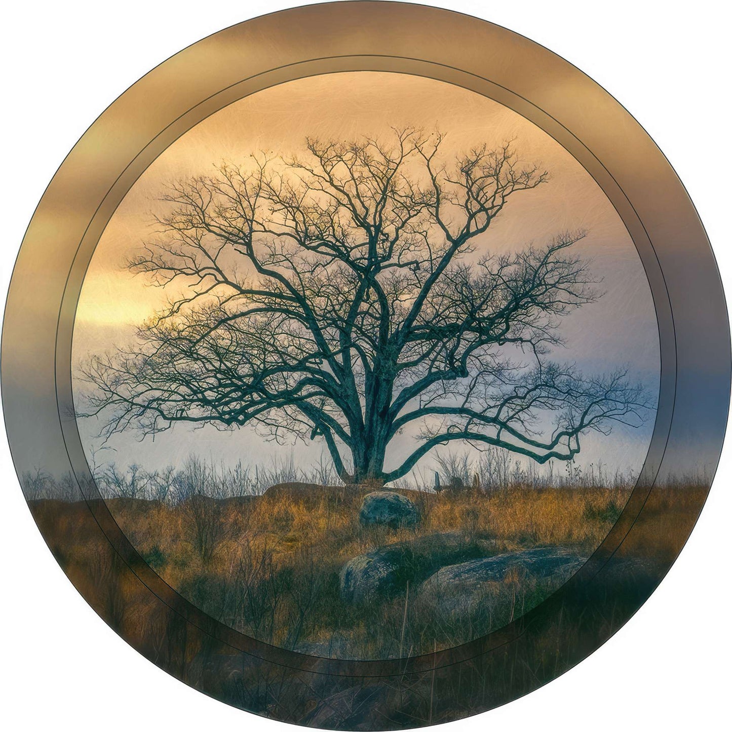 RP0011_witness-tree Photo Magnet