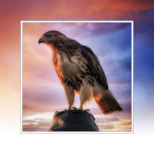 Gettysburg Raptor