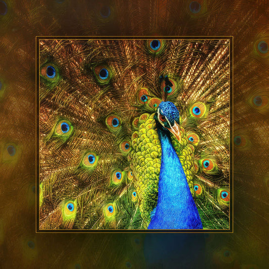 Peacock with Attitude