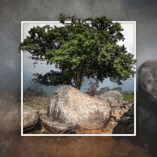 Witness Tree at Devils Den