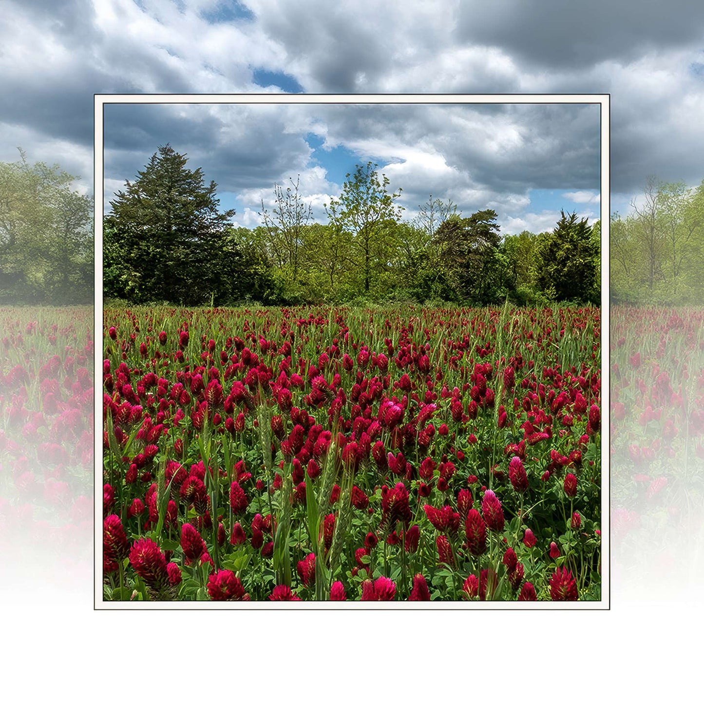 East Cavalry Field in Bloom