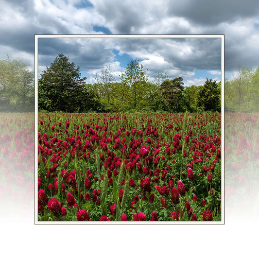 East Cavalry Field in Bloom