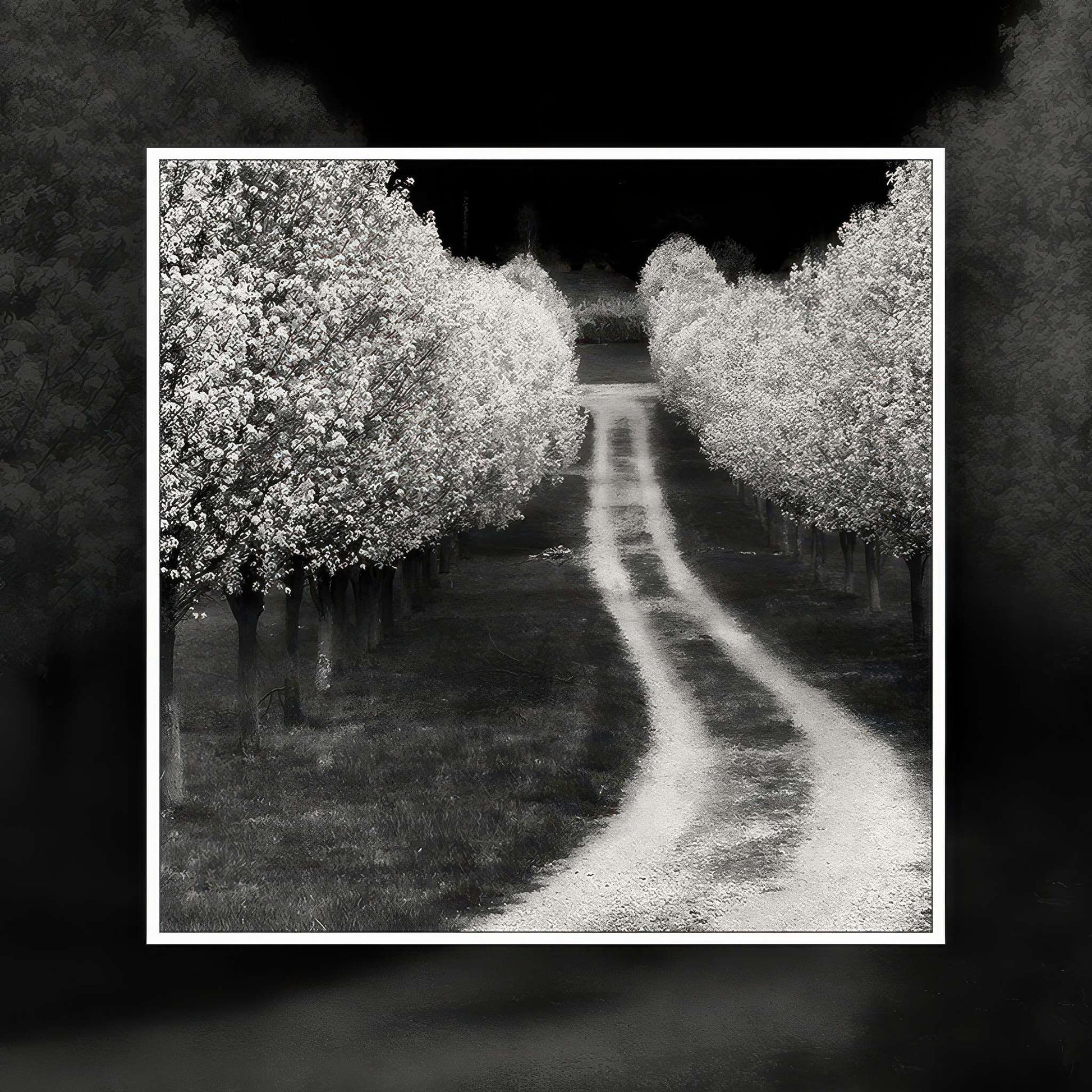 Cherry Tree Lines