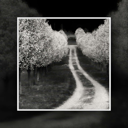 Cherry Tree Lines