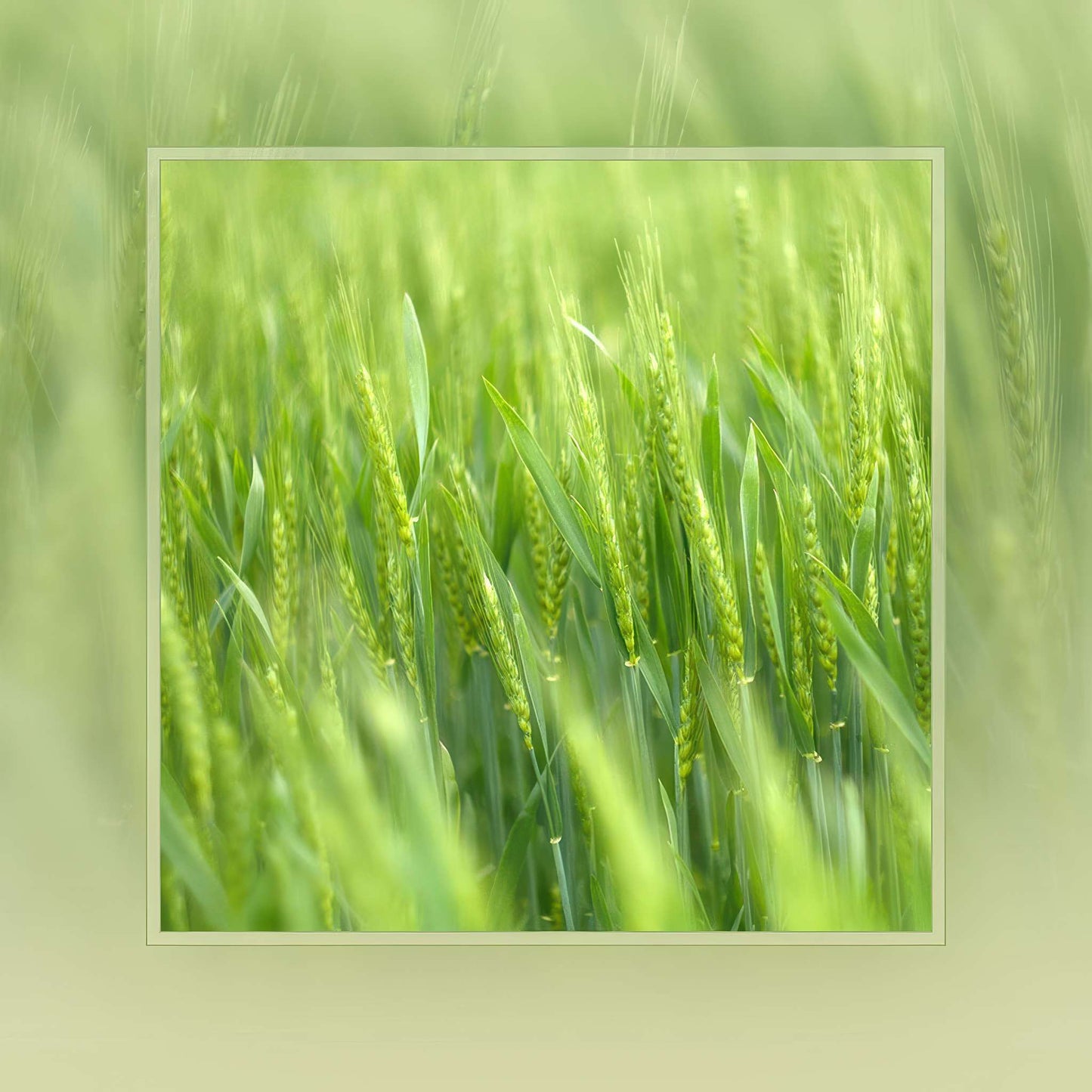 Green Wheat Photo Magnet