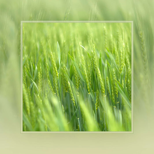 Green Wheat Photo Magnet