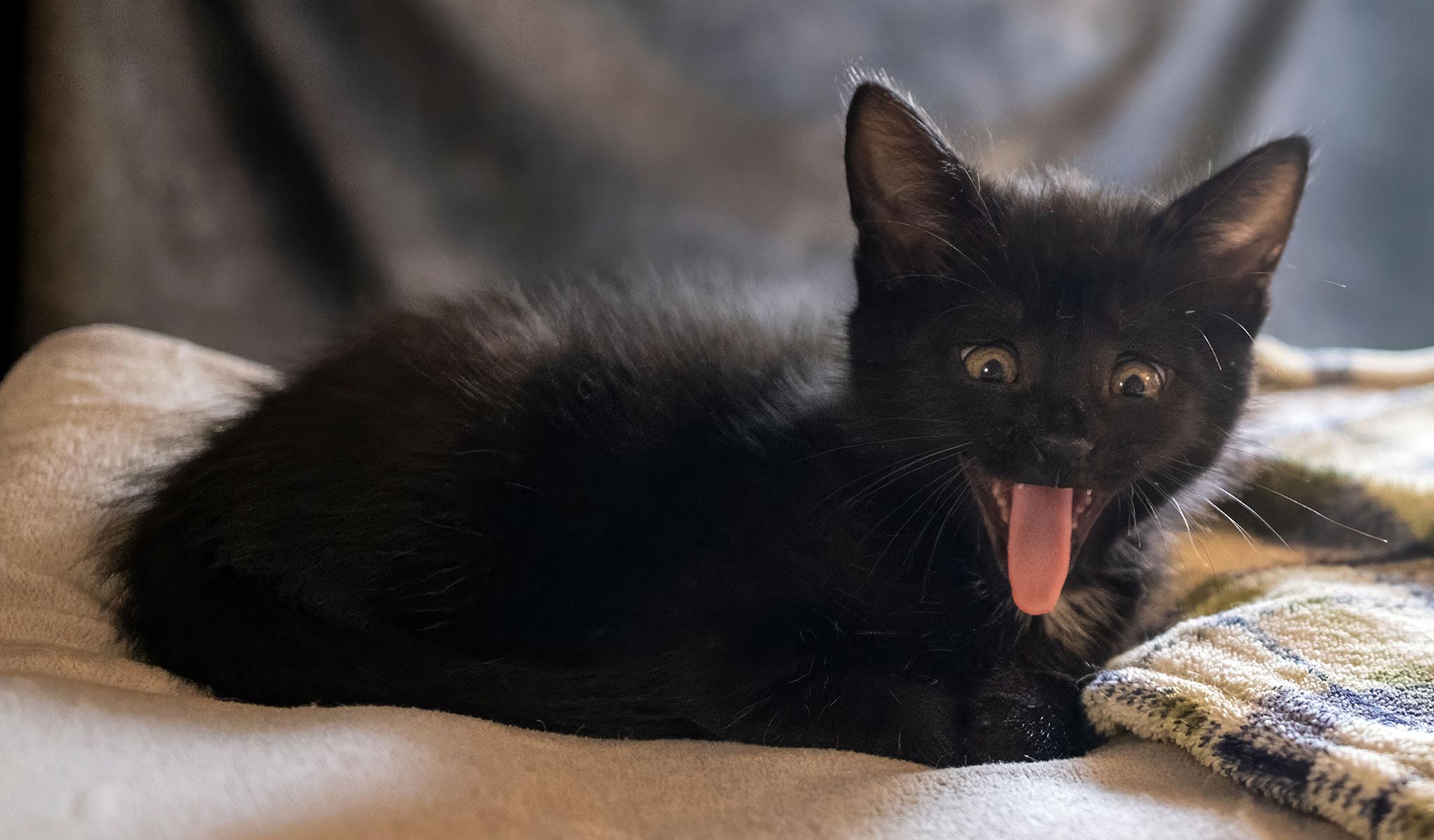 This is our Demon Cricket, an adorable black kitten with glowing eyes, mid-yawn, curled up on a cozy blanket. He's our company CFO - Chief Feline Officer.